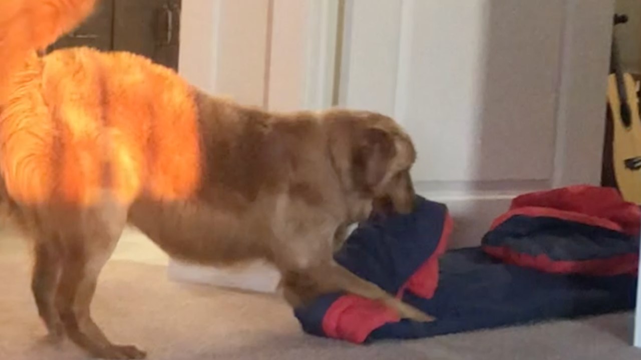 Dog Owner Records Compilation Of Her Pooches Quirky Attempts To Steal Her Blanket | Wild-ish TV