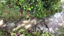 Waste flowing in to Beaulieu River stream (video: BBC)