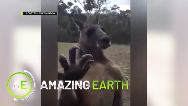 Amazing Earth: Do Australian kangaroos fall under the category of WILD animals?