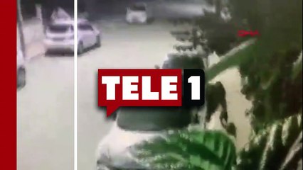 Antalya'da pitbull dehşeti! Evcil hayvan ve sahibine saldırdı