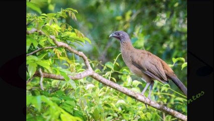 Descubre el Fascinante Canto de la Guacharaca Culirroja 🎶