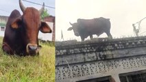Bull Viral Video: घर की छत पर सांड को देख परिजनों के उड़ गए होश, नीचे उतारने में छूट गए पसीने