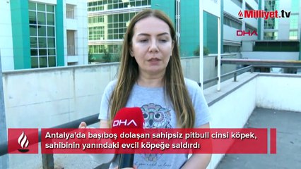 Başıboş pittbull dehşeti! 1 ayda ikinci kez köpek saldırısına uğradı