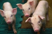 Human kidneys have been grown inside in pigs