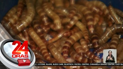 "Chicha-worms", isa sa mga organic delicacy ng Bohol na masarap at siksik sa sustansya | 24 Oras