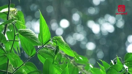 Relaxing Music With Rain Sounds | Peaceful and Soothing