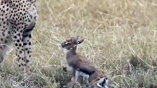 Cheetah trying to eat baby calf alive