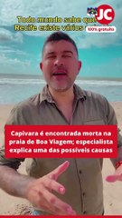 Capivara é encontrada morta na praia de Boa Viagem; especialista explica uma das possíveis causas