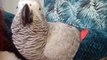 Escape artist African grey parrot Reggie Roo reunited with Chorley owner Gemma Riddler
