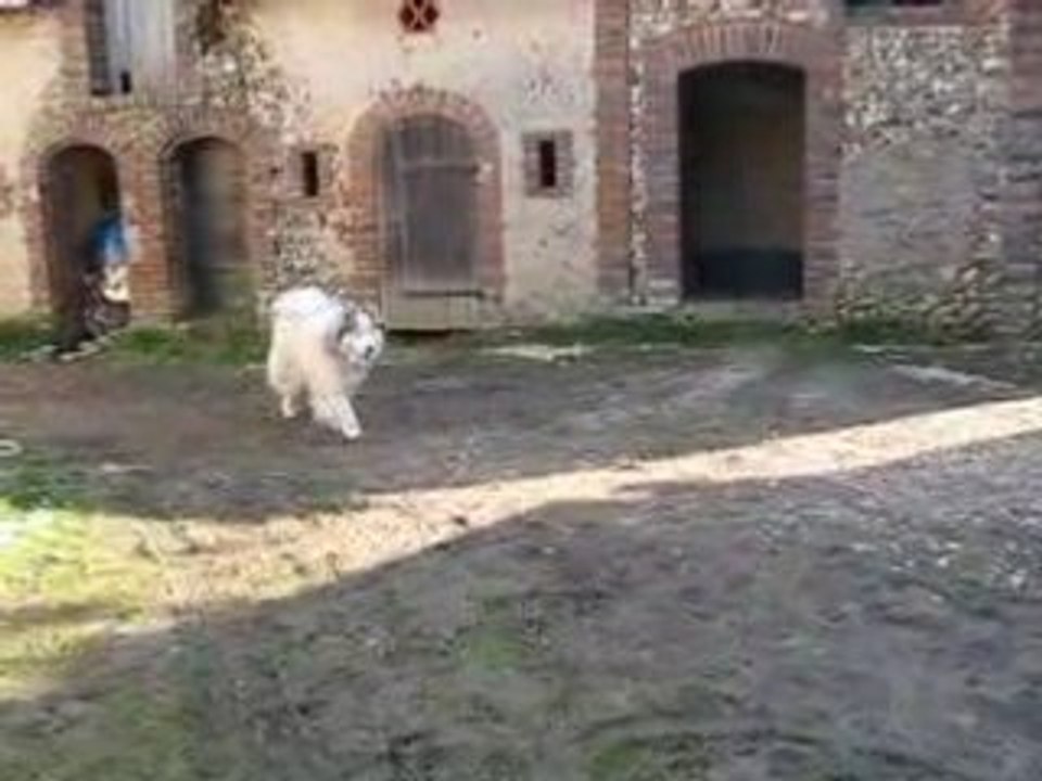 LES CHIENS