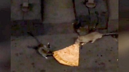 New York, duello fra due topi per una fetta di pizza