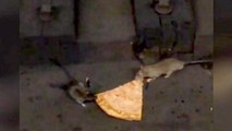 New York, duello fra due topi per una fetta di pizza