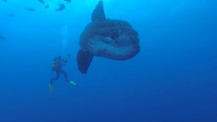 Portogallo, sub incontrano un pesce luna gigante
