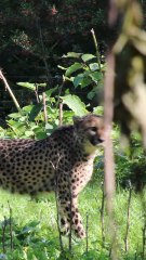 Pairi Daiza annonce l’arrivée de Akili, Safari et Iniko : « Nous sommes heureux de les accueillir »