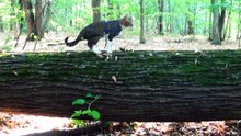 Cat Walks Along a Fallen Tree (1)
