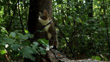 Cat Likes the Forest