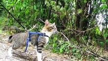 Cat Walks through an Apple Tree Orchard (1)