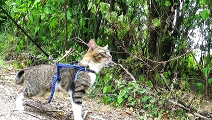 Cat Walks through an Apple Tree Orchard (1)