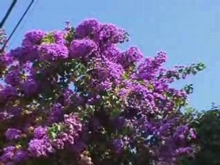 CORFOU  LA  MINUSCULE  ILE  DE  ANTIPAXOS