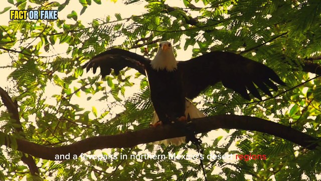 What happens when a bald eagle loses its feathers while it is flying?
