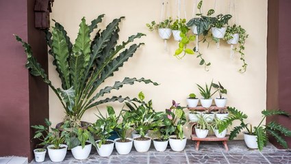 4 Genius Ways to Use Houseplants in Your Outdoor Garden