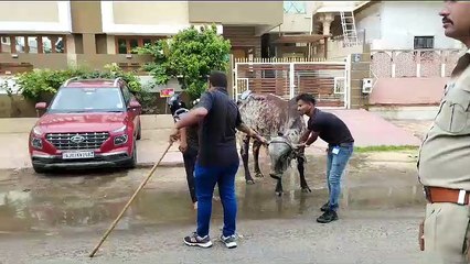 Video.... अहमदाबाद: एक ही दिन में 193 भटकते मवेशियों को पकड़ा