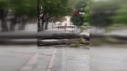 Sultanahmet Meydanı'nda Devrilen Ağaç Paniğe Neden Oldu