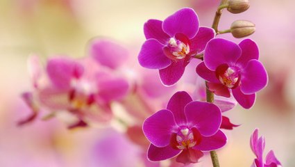 How to Grow and Care for Moth Orchid