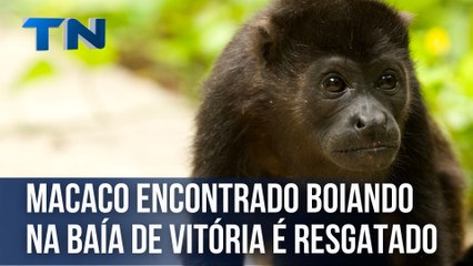 Macaco encontrado boiando na baía de Vitória é resgatado