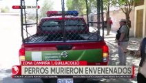 Ocho perros fueron encontrados muertos en Quillacollo, presumen que fueron envenenados