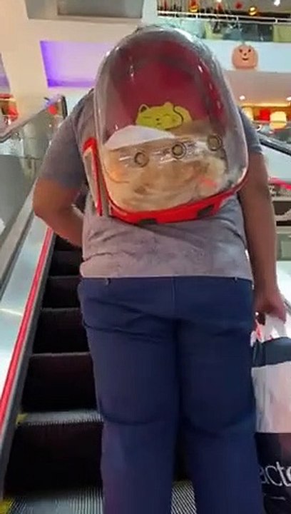 Cat Exploring in Backpack   PETASTIC