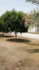 jummah mubarak _ abudhabi al jaber masjid _ jasim pinu