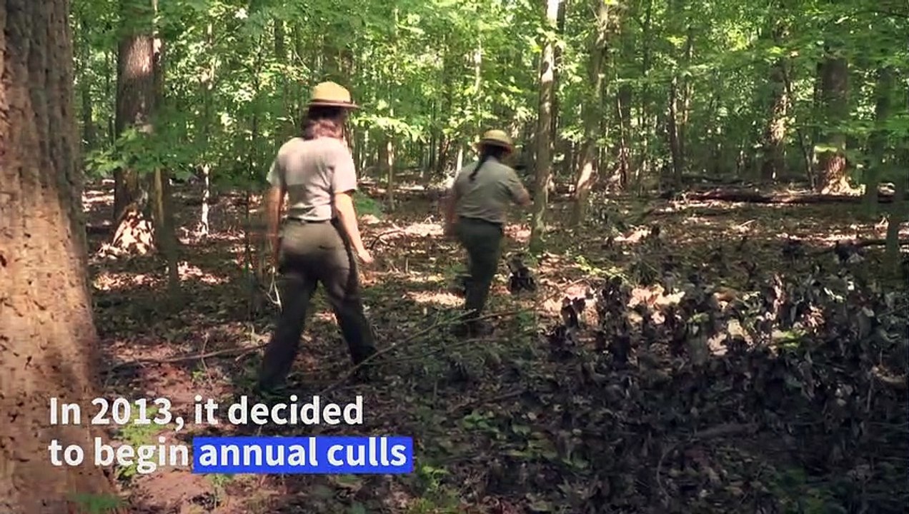 In US capital, 'Bambi' is increasingly unwelcome