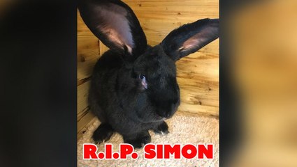 United's PR Disaster Continues After Rabbit Dies On Flight