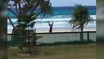 Excited Dog Dives Head First Into Beach