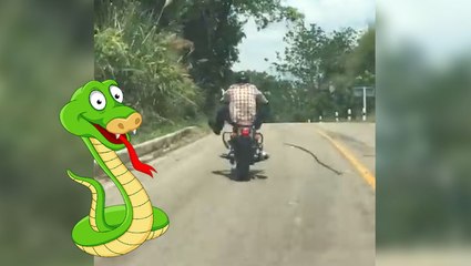 Snake Goes Viral For Attacking Motorcycle