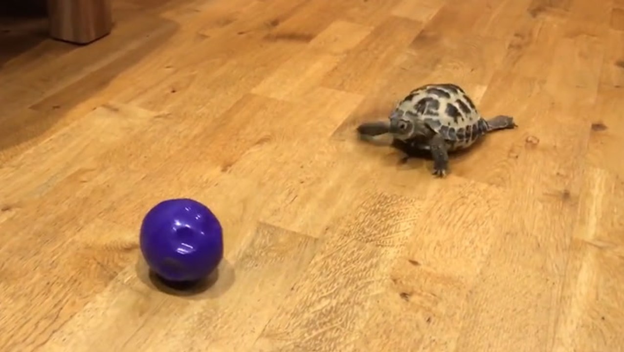 Tortoise Chases Ball Like A Dog