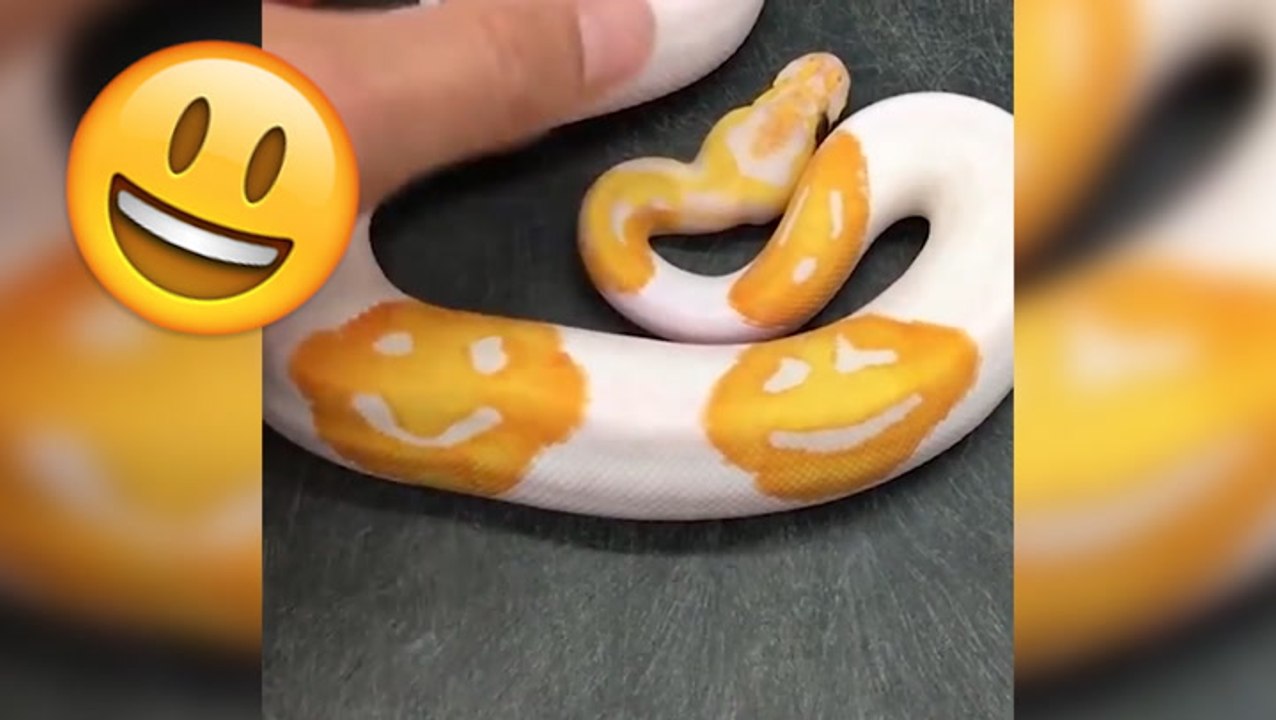 Python Goes Viral For Emoji Pattern