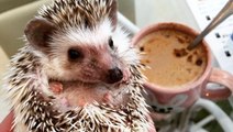 Hedgehog Cafe in Tokyo Offers Cuddle Buddies and Coffee