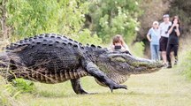 Giant Alligator Looks Like a Dinosaur