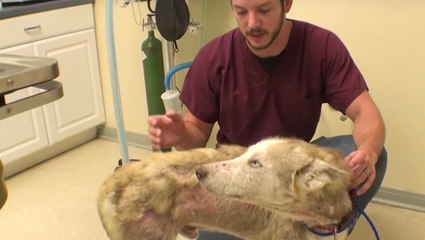 Adorable Husky Gets Rescued By Vet Ranch