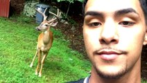 Twitter User Befriends a Family of Deer