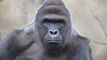 Have Harambe Memes Gone Too Far?