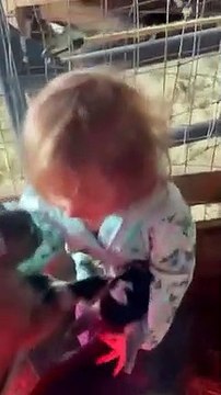 Sweet Little Girl Playing With Baby Goats PETASTIC