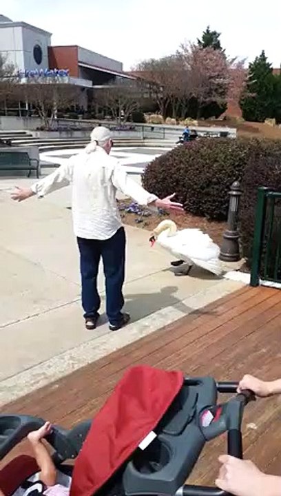 Angry Swan Attack Man   PETASTIC