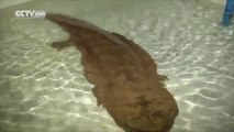Cina, questa rara salamandra ha 200 anni ed è stata trovata in una grotta