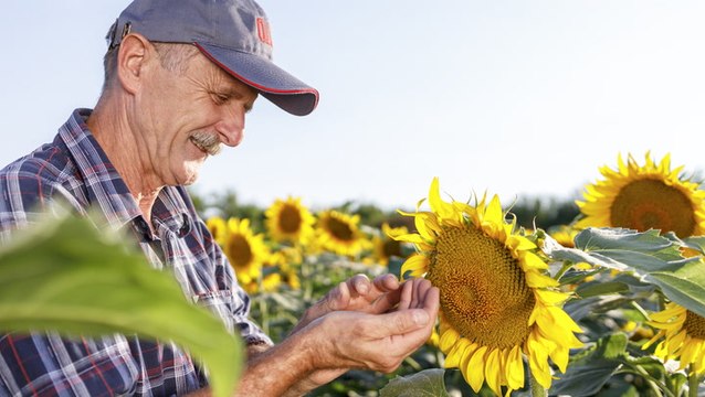 When and How to Harvest Sunflower Seeds for Eating