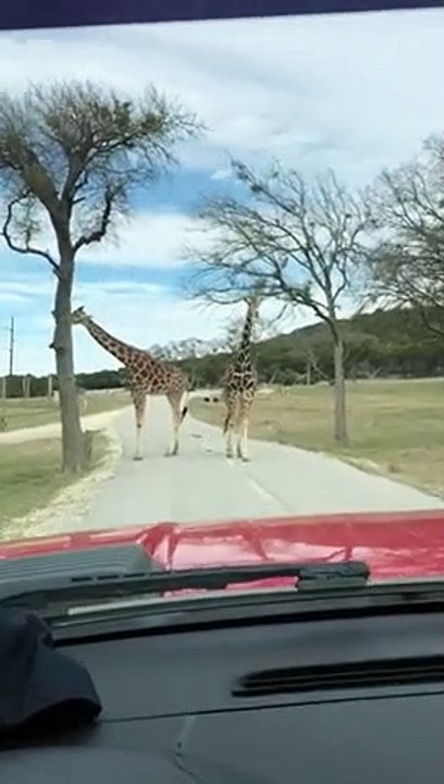 Drive-through Giraffe Safari Gone Wrong   PETASTIC