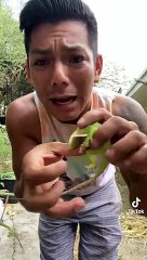 Chameleon Lizard or Earrings   PETASTIC