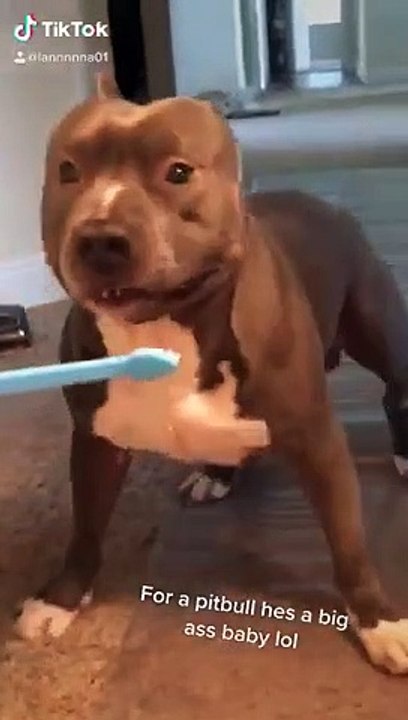 Big Pitbull VS. Tooth Brush   PETASTIC